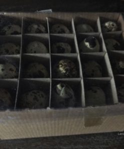Kwarteleitjes voor decoratie