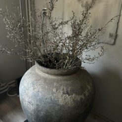Corokia takken 01