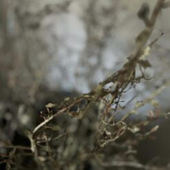 Corokia takken 02