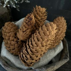 Dennenappel Kaneel 02