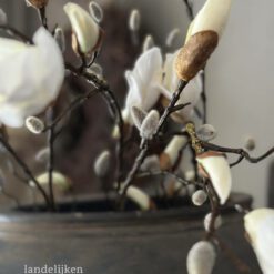 Magnolia knop tak Kelsey