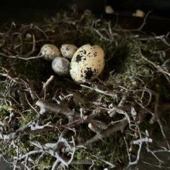 Nestkrans Mos Bonsai 02