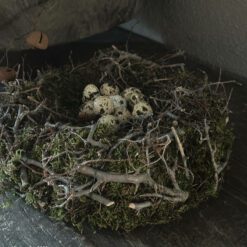 Nestkrans Mos Bonsai Takjes 26