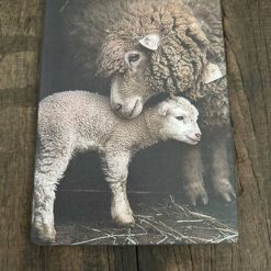 Decobordje schaap met lam