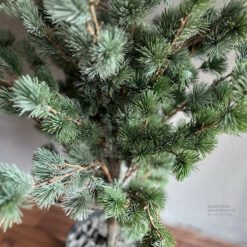 Larix l 02
