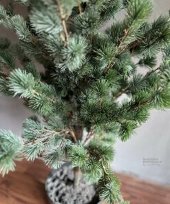 Larix l 02
