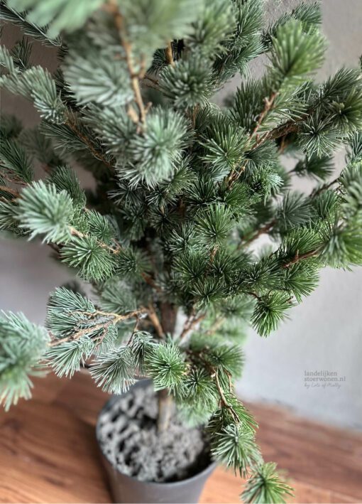Larix l 02