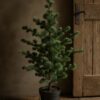 Larix l 03