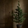 Larix m 01