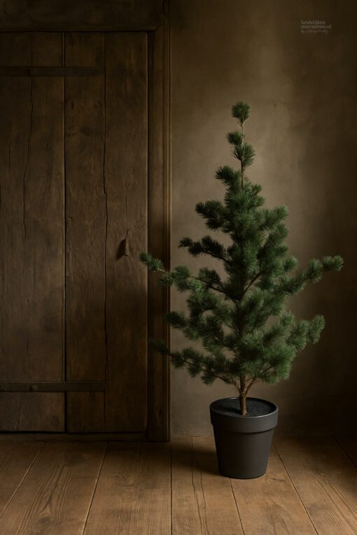 Larix m 01