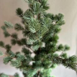 Larix m 02