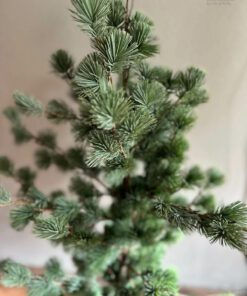 Larix m 02