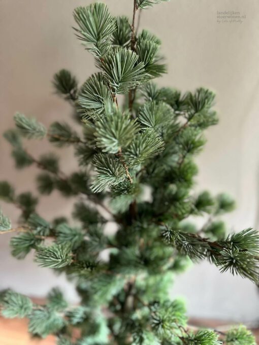 Larix m 02