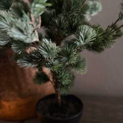 Larix s 02