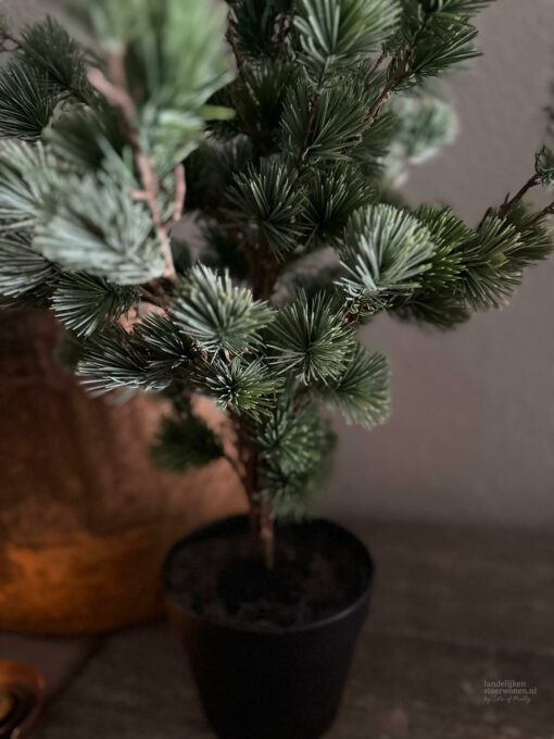 Larix s 02