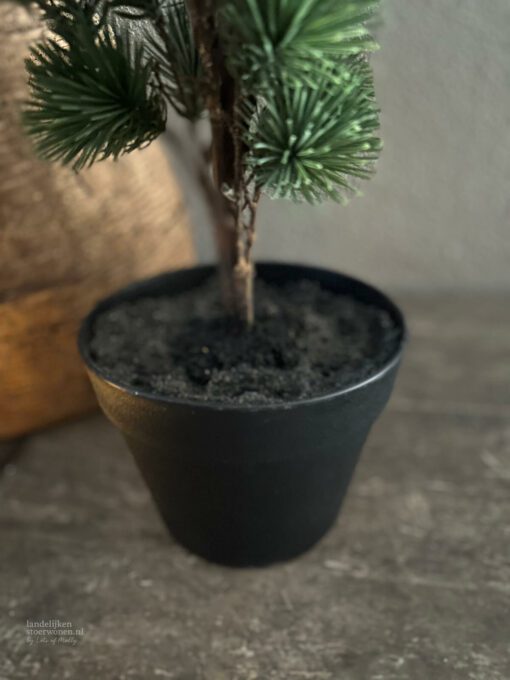 Larix s 03