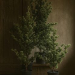 Larix boompjes