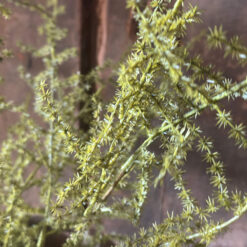 Kunsttak Asparagus Setaseus