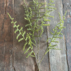Kunsttak Asparagus Setaseus