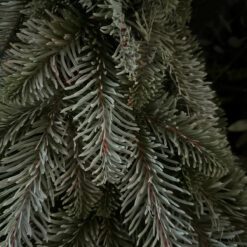 Kunst Nobilis boompje