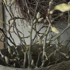 Bos Magnolia takken Groot