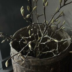 Bos Magnolia takken Groot