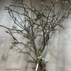 Bos Magnolia takken Groot