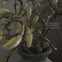 Bosje Magnolia Takken