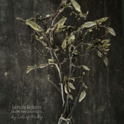 Bosje Magnolia Takken