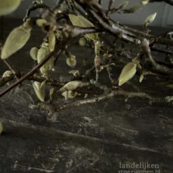 Bosje Magnolia Takken