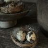 Nest met 2 kwarteleieren