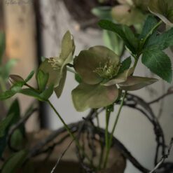 Kunsttak Helleborus 5 bloemen