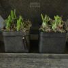 Set van 2 Stenen bloempotten