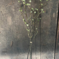 Kruisdistel knopjes Eryngium