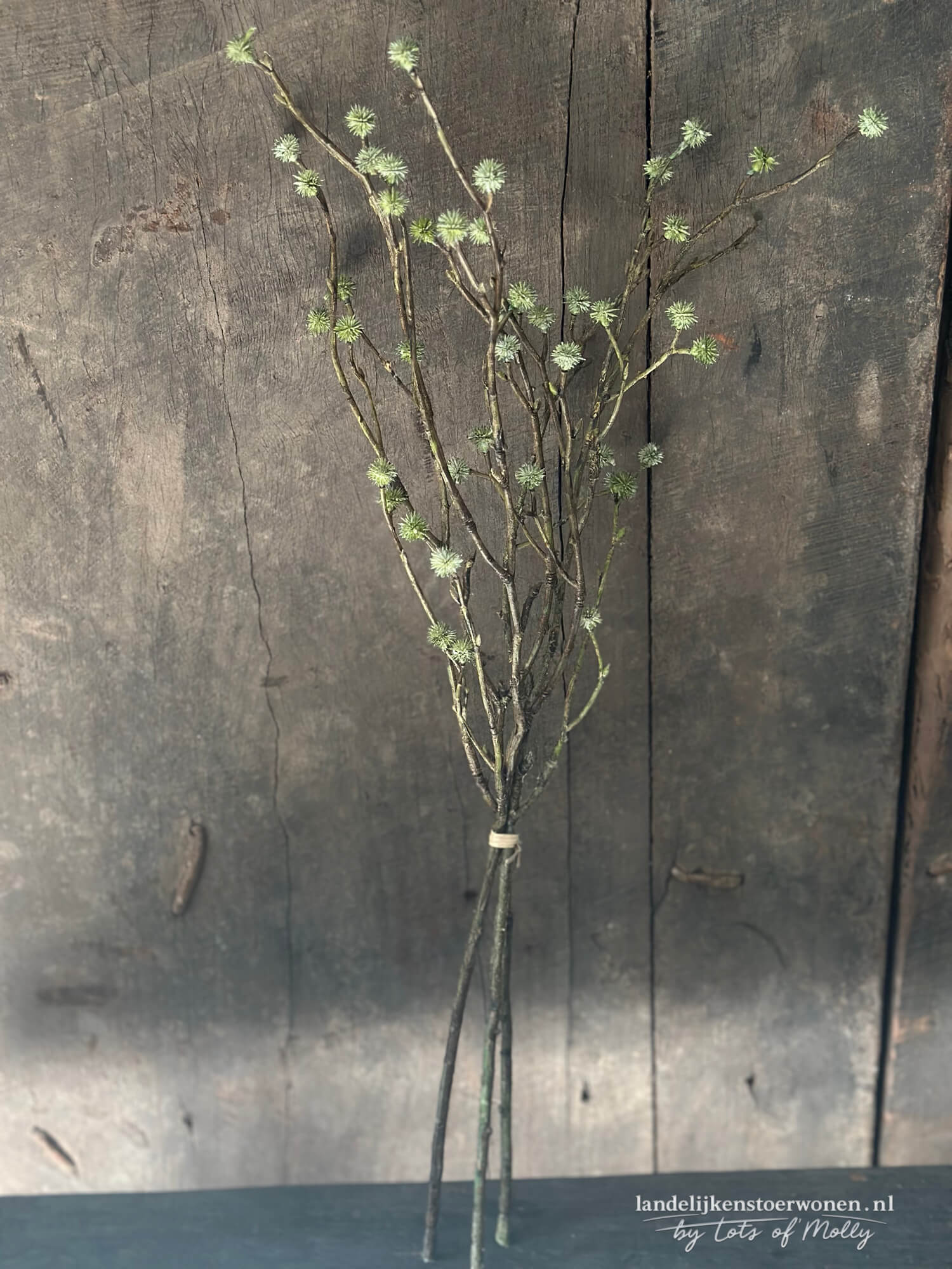 Kruisdistel knopjes Eryngium