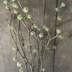 Kruisdistel knopjes Eryngium
