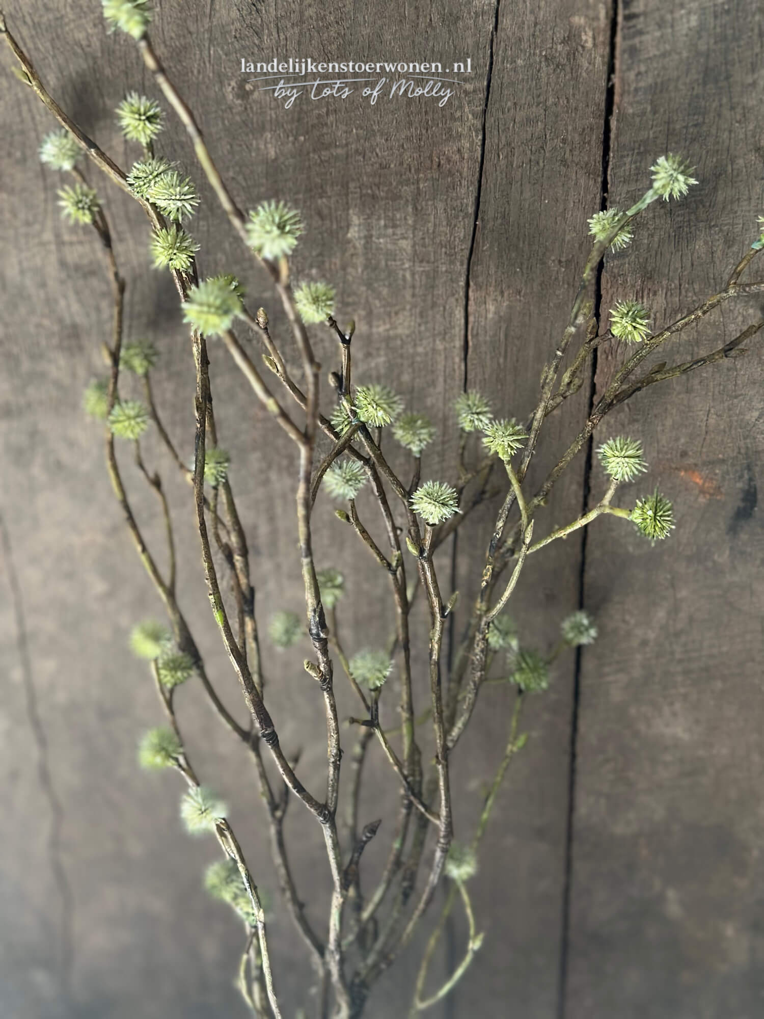 Kruisdistel knopjes Eryngium