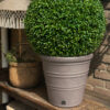 Kunst Buxus