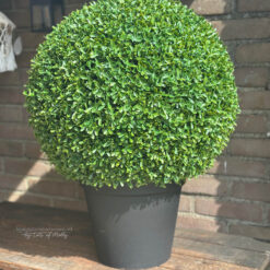 Kunst Buxus