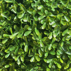 Kunst Buxus