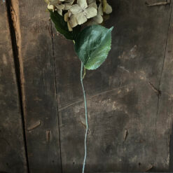 Kunst Hortensia bol