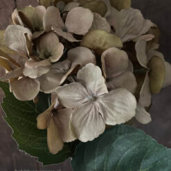 Kunst Hortensia bol