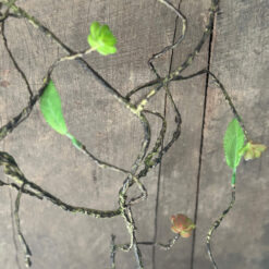 Kunsttak met blad en knopjes