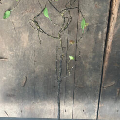 Kunsttak met blad en knopjes