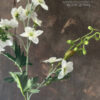 Witte Ridderspoor Delphinium