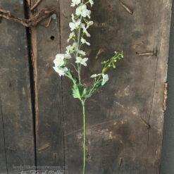 Witte Ridderspoor Delphinium