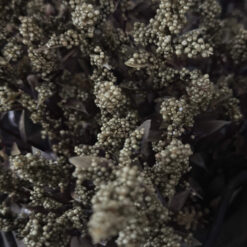 Bundel Kunst Atriplex Groen